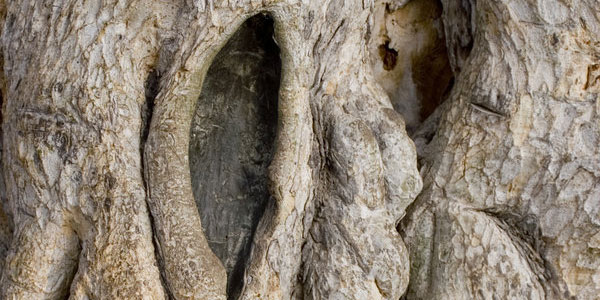 Arbre ancien - Chypre