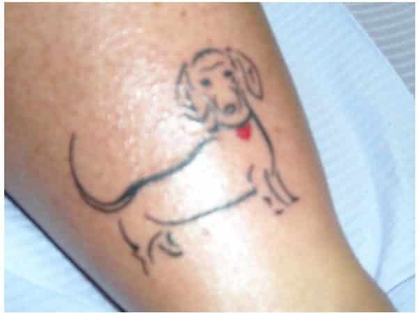 Teckel chien avec tatouage collier coeur