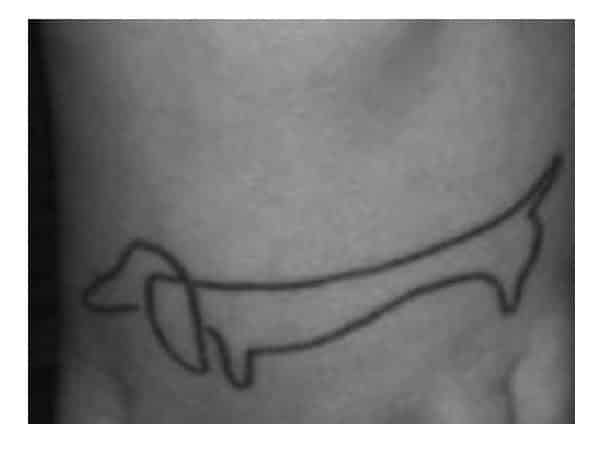 #tatouage teckel simple sur la cheville