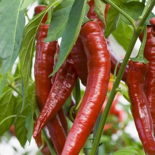 Atelier de producteurs de piments pour deux