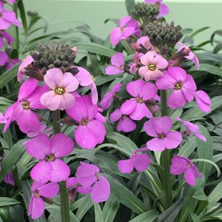 Erysimum «Bowles's Mauve»