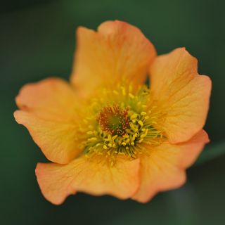 Geum 'Totalement Mandarine'