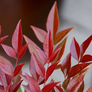 Nandina domestica 'אובססיבי'