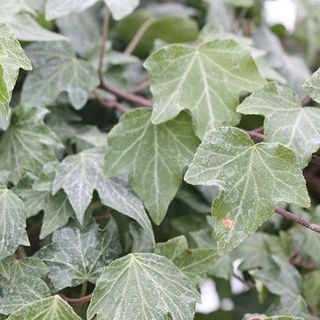 Hedera helix «Green Ripple»