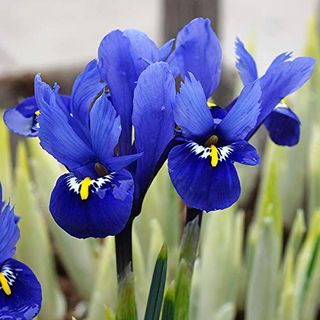 Iris Reticulata 'Harmonie'
