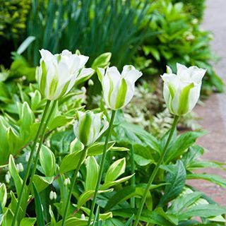 Tulipe ‘Printemps Vert’
