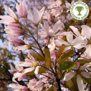 Arbre Amelanchier x grandiflora 'Robin Hill'