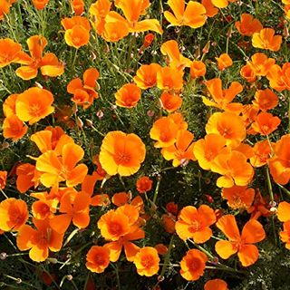 Californian Poppy Single Mixed - 500 σπόροι