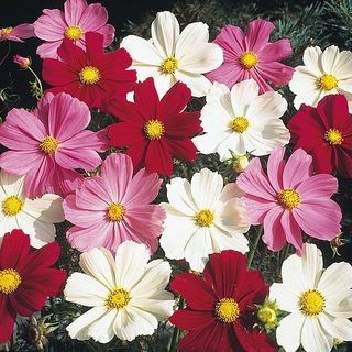 Cosmos bipinnatus 'Gazebo Mixed' - 100 graines