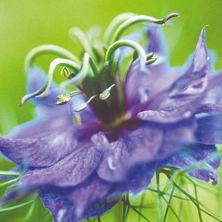 Nigella damascena 'Miss Jekyll' - 685 זרעים