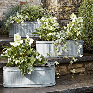 Τρεις Oval Trough Planters