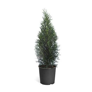 Emerald Green Arborvitae Evergreen Tree