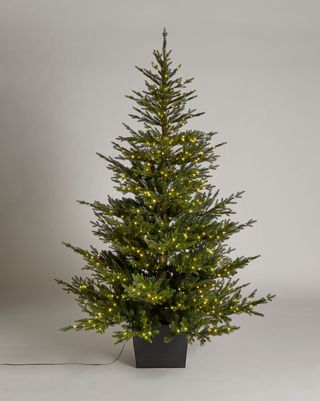 עץ חג המולד מואר מראש בקוטסווולד, 7 מטר