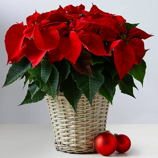 Μεγάλο καλάθι Poinsettia