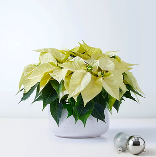 White Poinsettia Planter