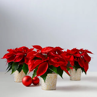 Poinsettia Trio