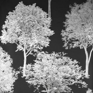 Ταπετσαρία με κορυφαία δέντρα Muldowney