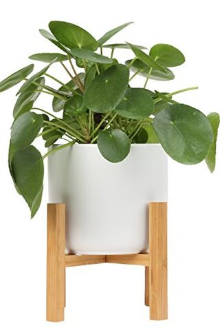 Pilea Peperomioides en pot