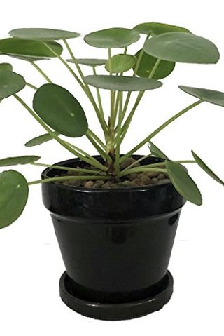 Pilea peperomioides, סיר בגודל 4 אינץ '