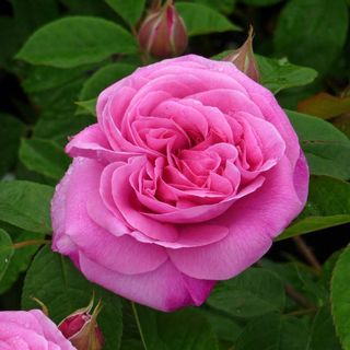 Rosa 'Gertrude Jekyll'