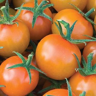 Tomate 'Sungold' F1 Hybride