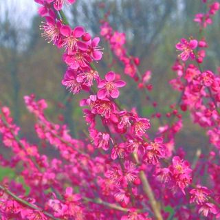 Prunus mume 'Beni-chidori'