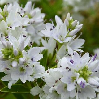 Hebe 'Garden Beauty White' Shrubby Veronica