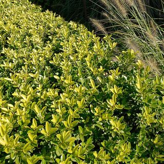 Houx japonais (Ilex crenata)