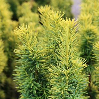 Taxus baccata 'David'