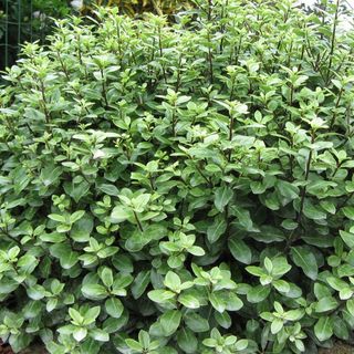 Pittosporum tenuifolium 'Golf Ball'