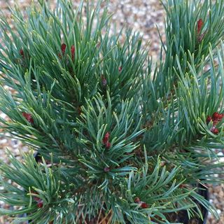 Pinus sylvestris 'Watereri'