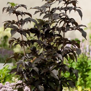 Sambucus nigra f. Porphyrophylla Tour Noire