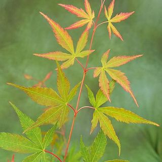 Acer palmatum 'Sango-kaku', Érable du Japon