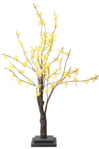 עץ הפסחא הצהוב של פורסיטיה, 69 ליש