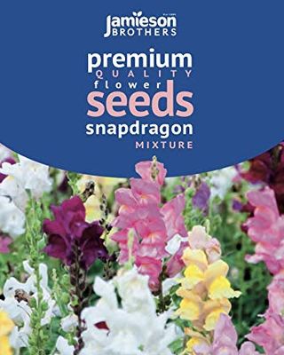 Μικτοί σπόροι λουλουδιών Antirrhinum Snapdragon