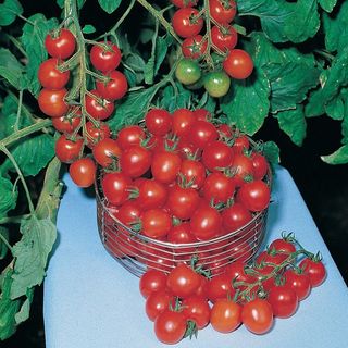 עגבנייה (דובדבן) 'גננות הנאה'