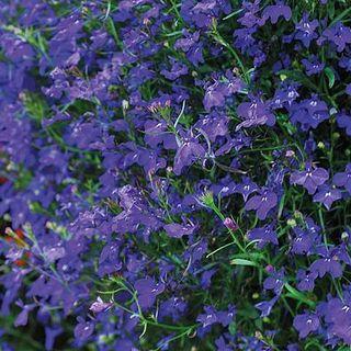 Lobelia pendula 'Monsoon'