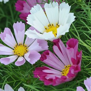 Cosmos bipinnatus 'Coquillages'