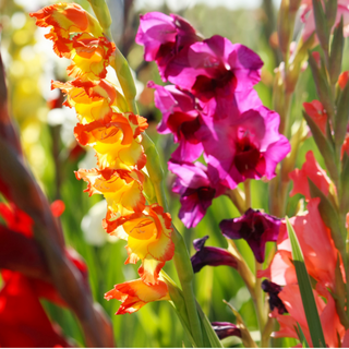 Gladioli