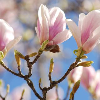 Magnolia × soulangeana