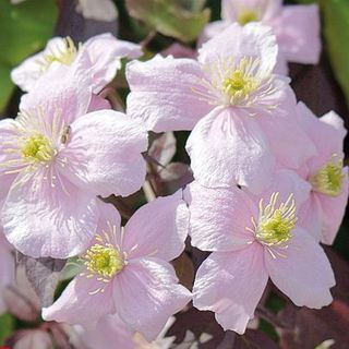 Clematis montana