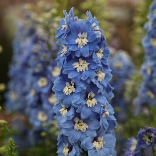 Delphinium 