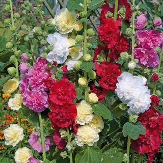 Hollyhocks Alcea 