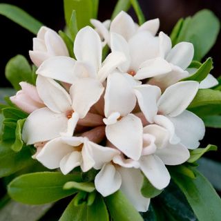 Daphne × transatlantica Parfum éternel ('Blafra')