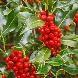 Ilex aquifolium 'J.C. ואן טול '