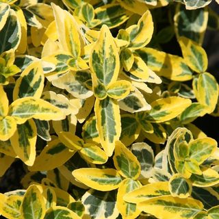 Euonymus fortunei 'Emerald' n 'Gold'