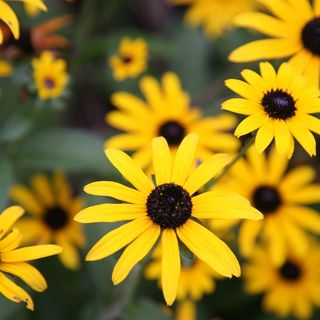 Rudbeckia fulgida var. deamii