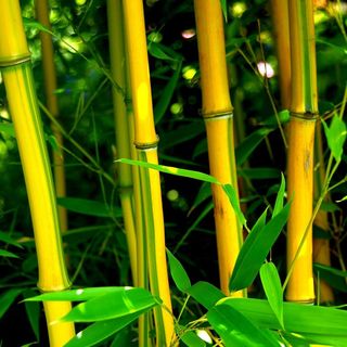 Phyllostachys aureosulcata f. spectabiliser