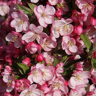 Crab Apple «Coralburst»