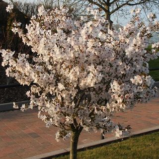 Prunus 'La Mariée'